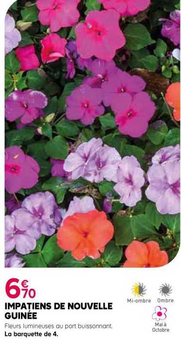 impatiens de nouvelle guinée