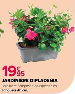 Jardinière De Dipladénia