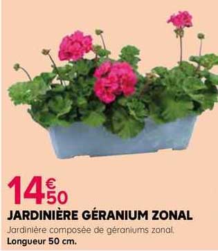 jardinière géranium zonal
