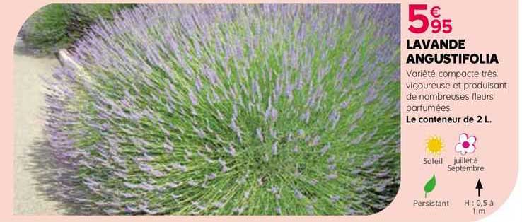Lavande Angustifolia