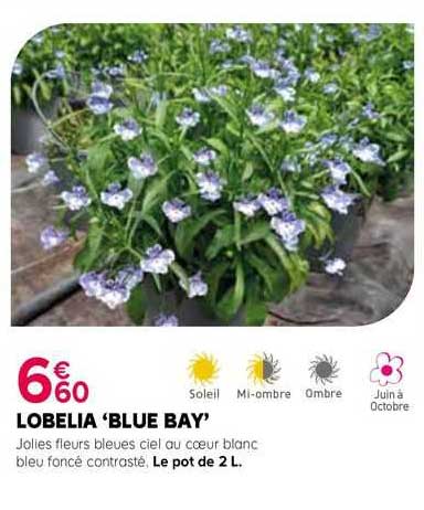 lobelia 'blue bay'