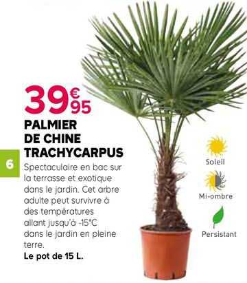 Palmier De Chine Trachycarpus