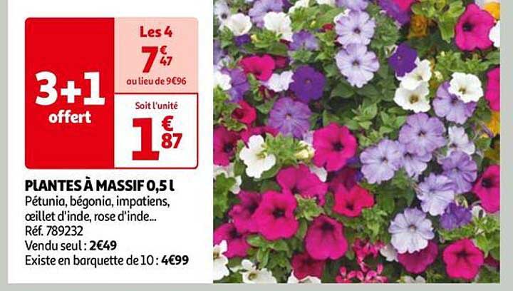 Plantes à Massif 0,5 L