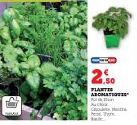 Plantes Aromatiques