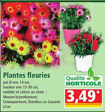 plantes fleuries