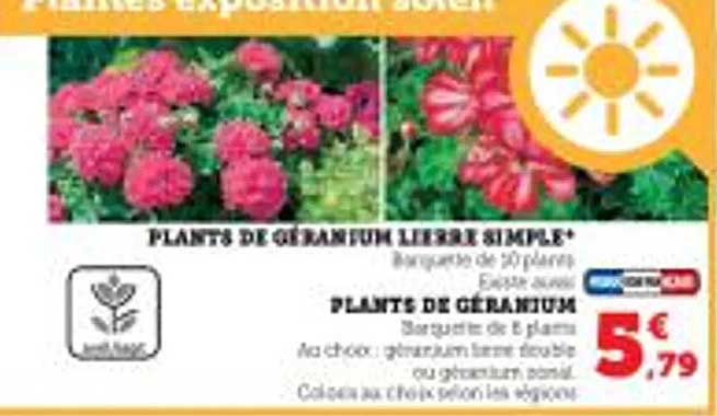 plants de géranium