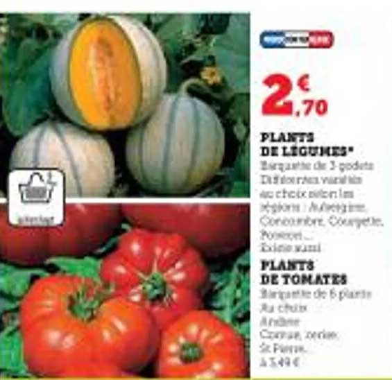 plants de légumes, plants de tomates