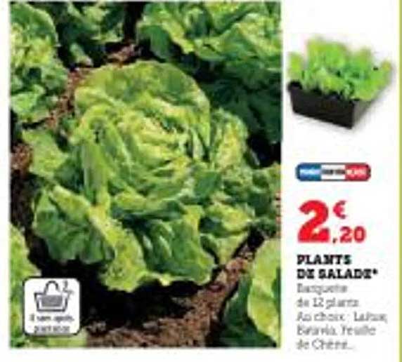 plants de salade