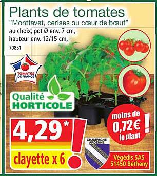 plants de tomates