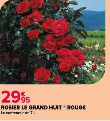 rosier de grand huit rouge