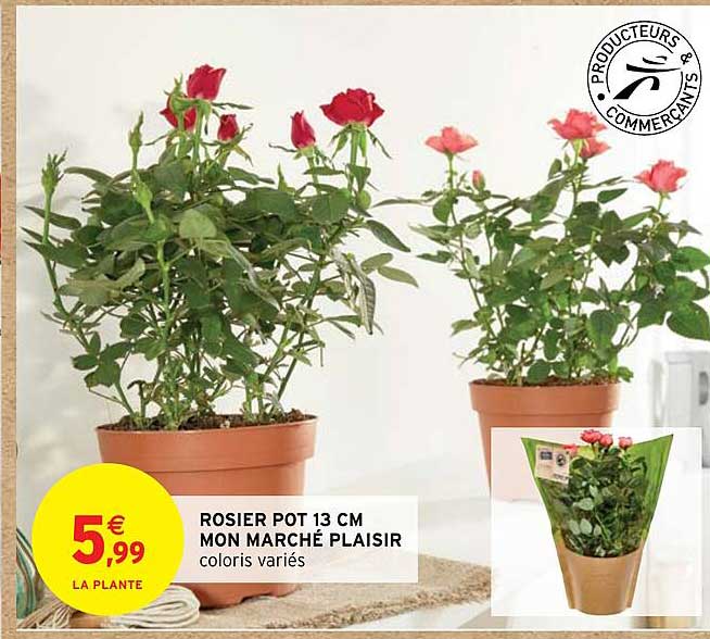 rosier pot 13 cm mon marché plaisir