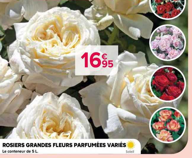 rosiers grandes fleurs parfumées variés