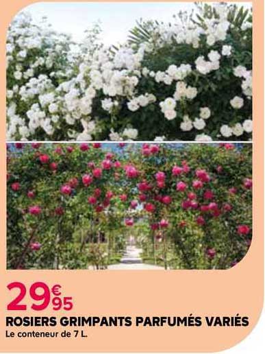 rosiers grimpants parfumés variés