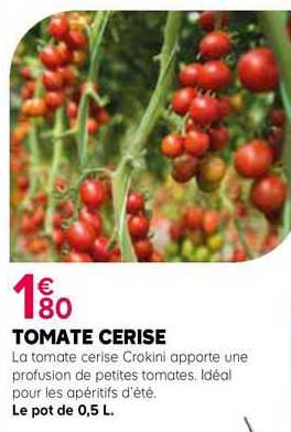 Tomate Cerise