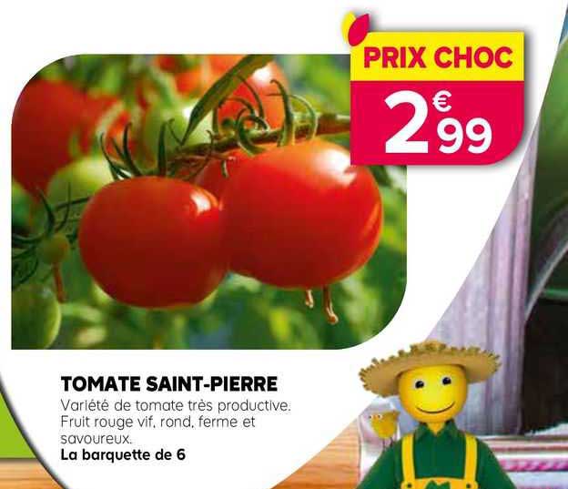 tomate saint-pierre