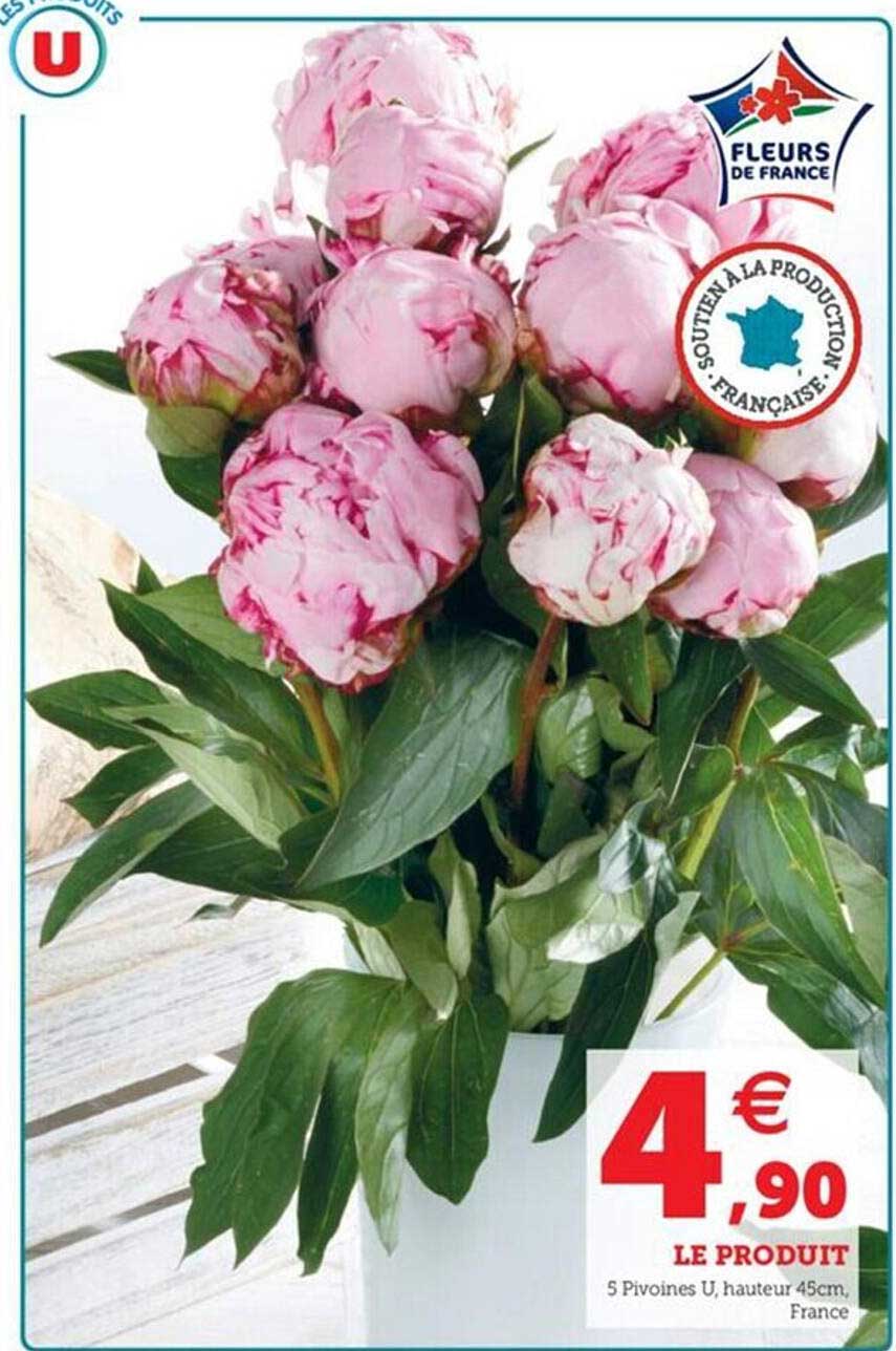 5 pivoines u hauteur 45cm france