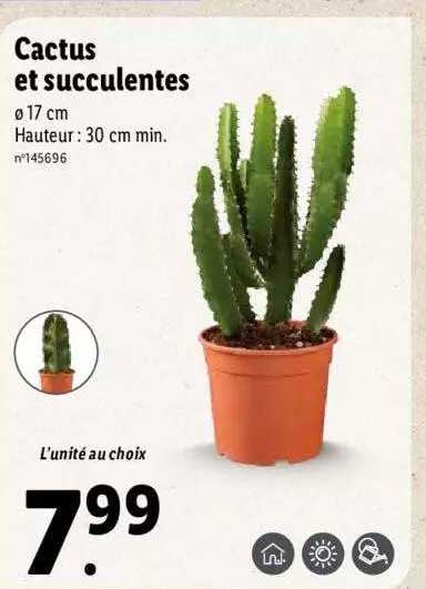 Cactus Et Succulentes
