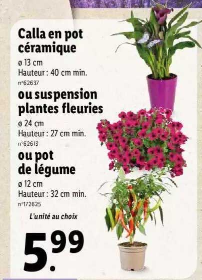 calla en pot céramique ou suspension plantes fleuries ou pot de légumes