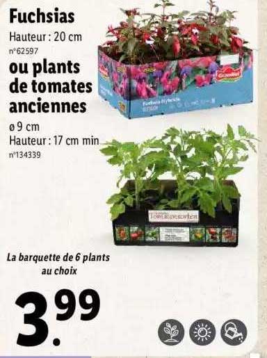 fuchsias ou plants de tomates anciennes