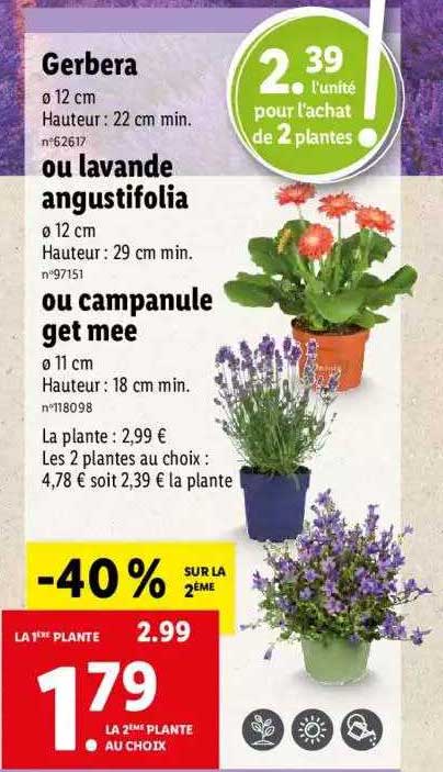 gerbera ou lavande angustifolia ou campanule get mee