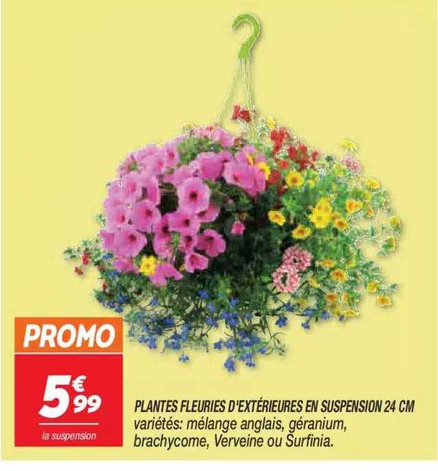 plantes fleuries d'extérieures en suspension