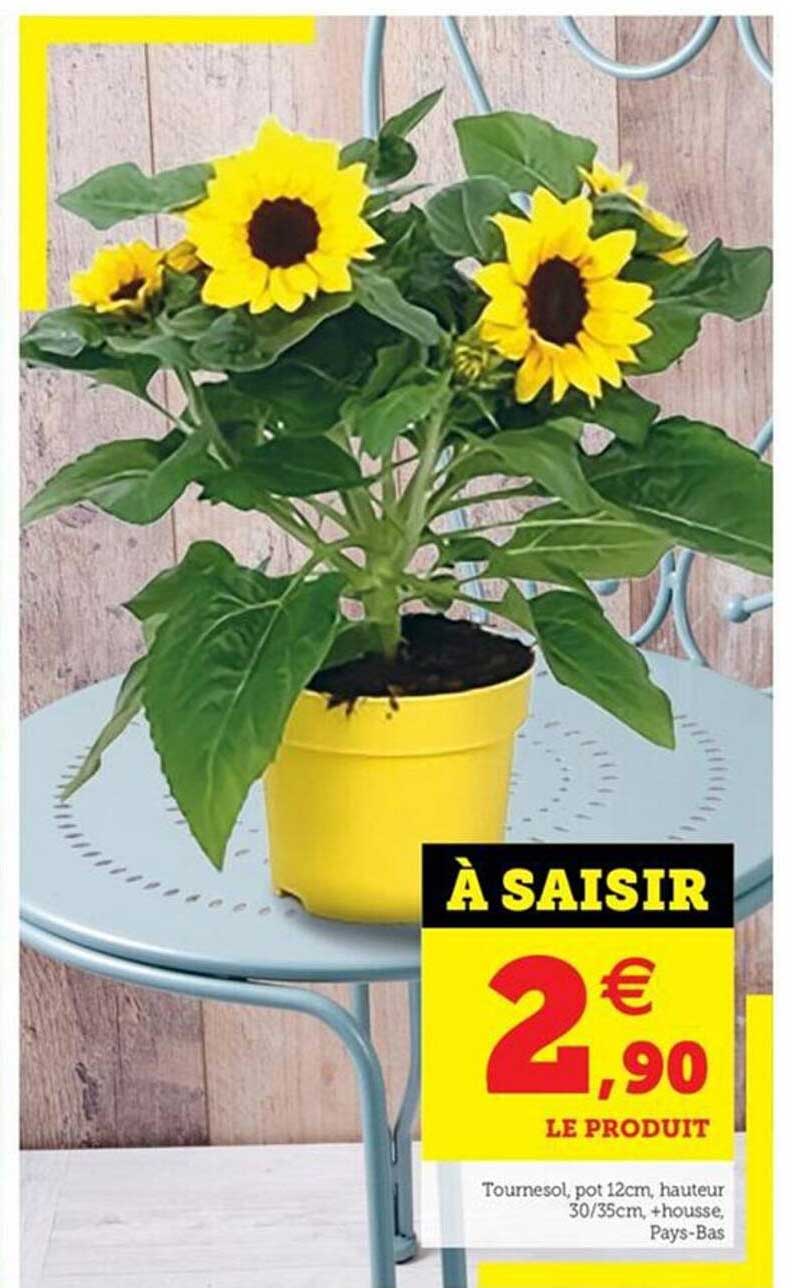 tournesol pot 12cm hauteur 30-35cm +housse pays-bas