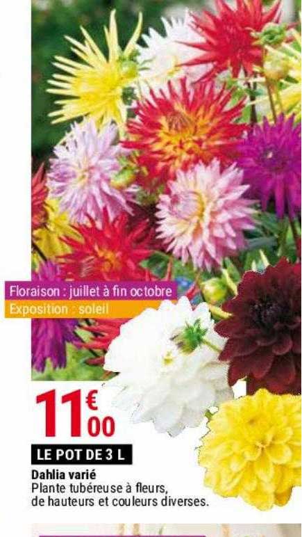 dahlia varié