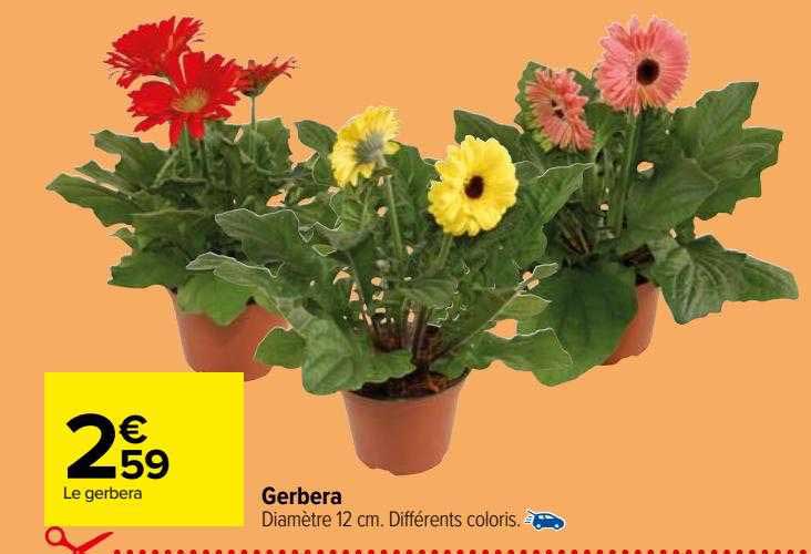Gerbera