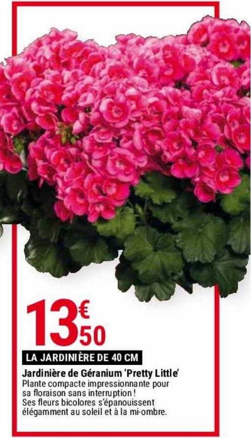 jardinière de géranium 'pretty little'