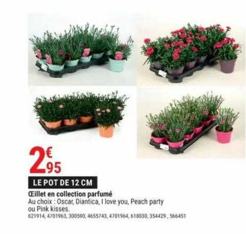 œillet En Collection Parfumé