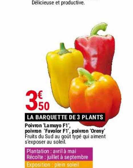 poivron 'lamuyo f1', poivron 'favolor f1', poivron 'oreny'