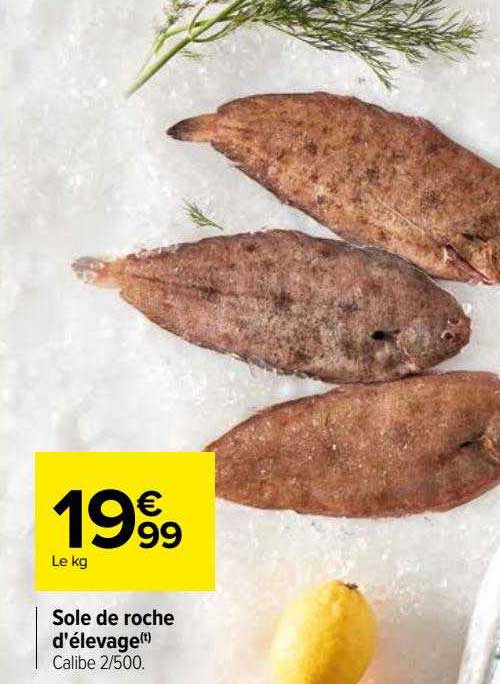 Sole De Roche D'élevage