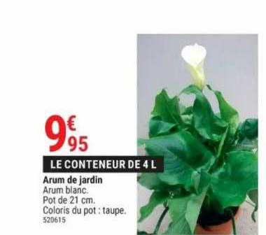 Arum De Jardin