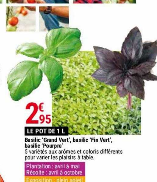 Basilic 'grand Vert', Basilic 'fin Vert', Basilic 'pourpre'