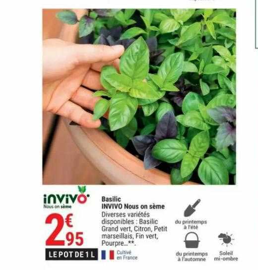 basilic invivo nous on sème