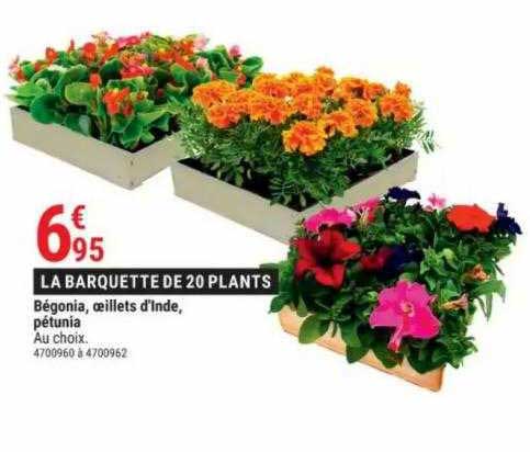 Bégonia, œillets D'inde, Pétunia