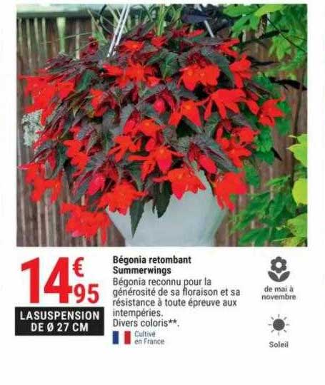 bégonia retombant summerwings