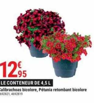 calibrachoas bicolore, pétunia retombant bicolore