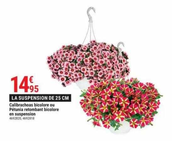 calibrachoas bicolore ou pétunia retombant bicolore en suspension
