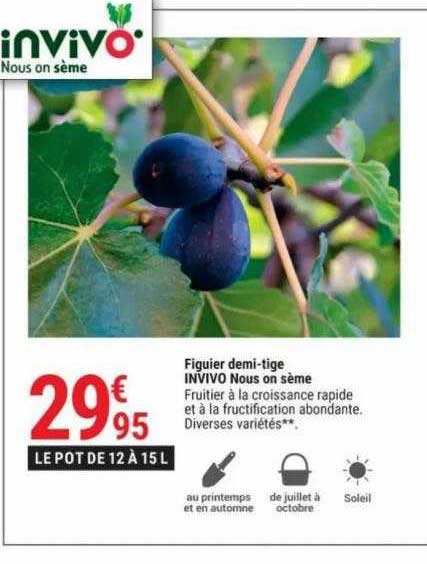 figuier demi-tige invivo nous on sème