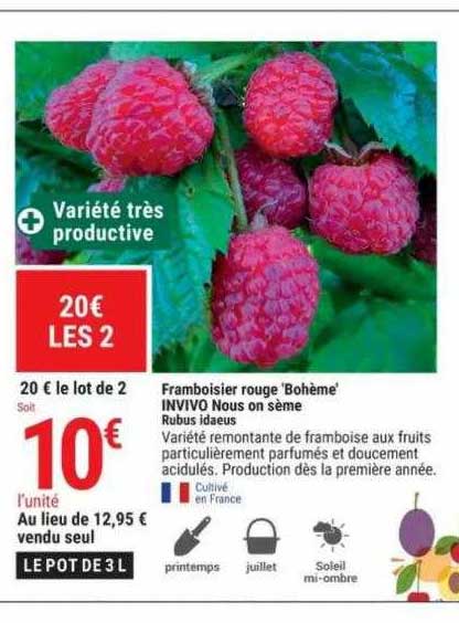 framboisier rouge 'bohème' invivo nous on sème rubus idaeus
