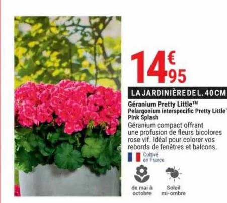 géranium pretty little