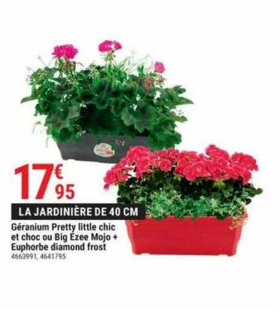 géranium pretty little chic et choc ou big ezee mojo + euphorbe diamond frost