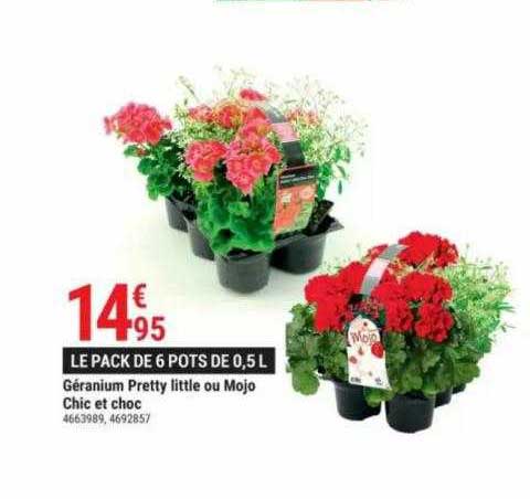 géranium pretty little ou mojo chic et choc
