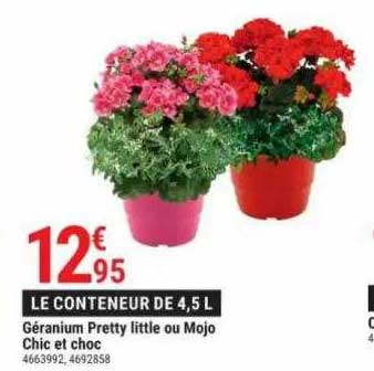 géranium pretty little ou mojo chic et choc
