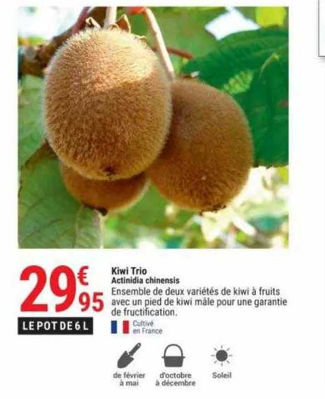 kiwi trio actinidia chinensis