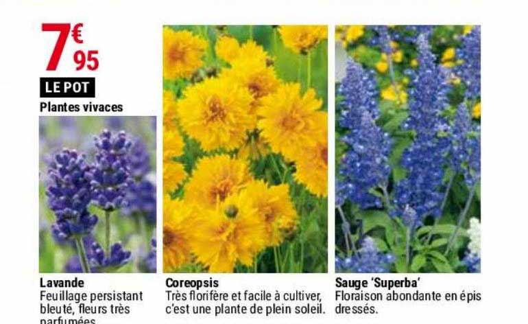 lavande, coreopsis, sauge 'superba'