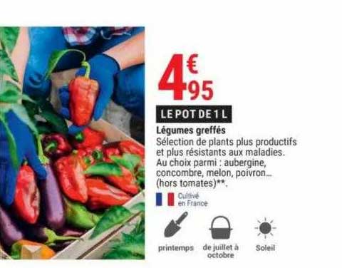 légumes greffés