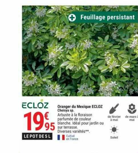 oranger du mexique ecloz
