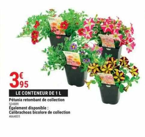 pétunia retombant de collection